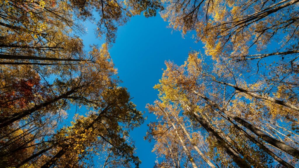 Como bloguers de Angola podem conectar com anunciantes da Bélgica em 2025