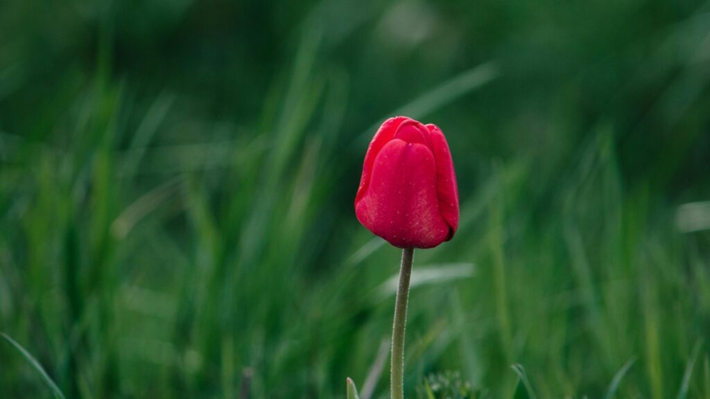 Como blogueiros de Angola no Pinterest podem colaborar com anunciantes da Malásia em 2025