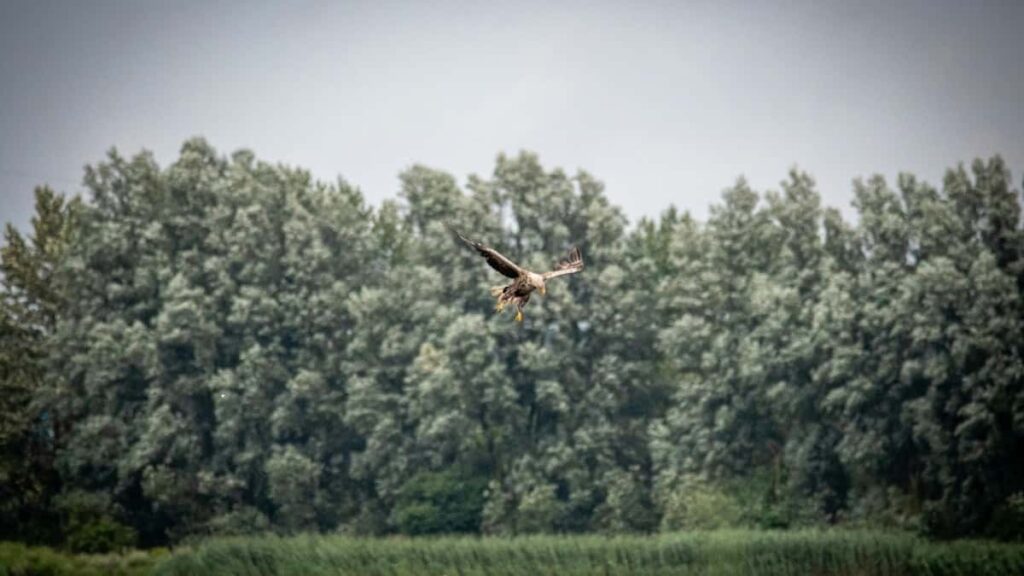 Como Bloggers do Twitter em Angola podem colaborar com Advertisers no Reino Unido em 2025