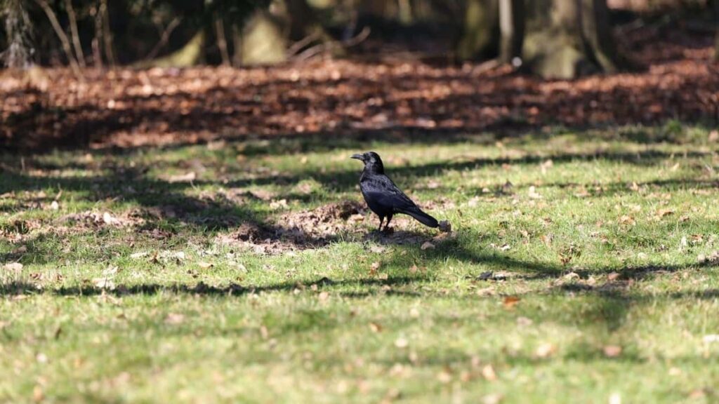 2025 South Korea Pinterest AllCategory Advertising Rate Card Angola