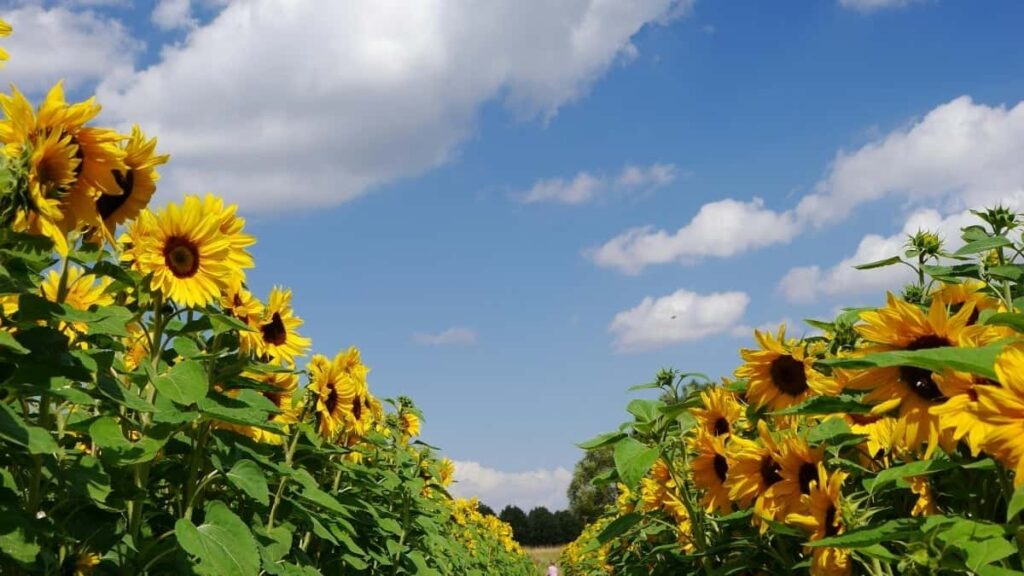 2025 Indonesia YouTube AllCategory Advertising Rate Card para Angola