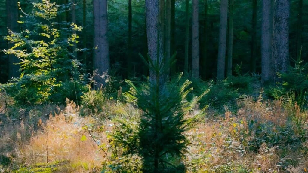 2025 South Korea LinkedIn AllCategory Advertising Rate Card para Angola