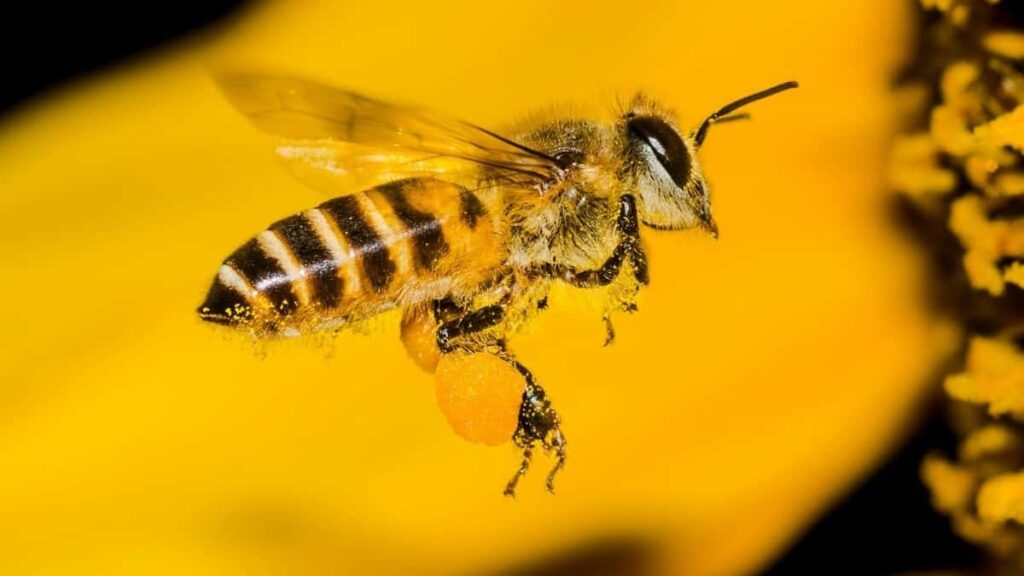 2025 Canada Twitter All Category Advertising Rate Card Angola Insights