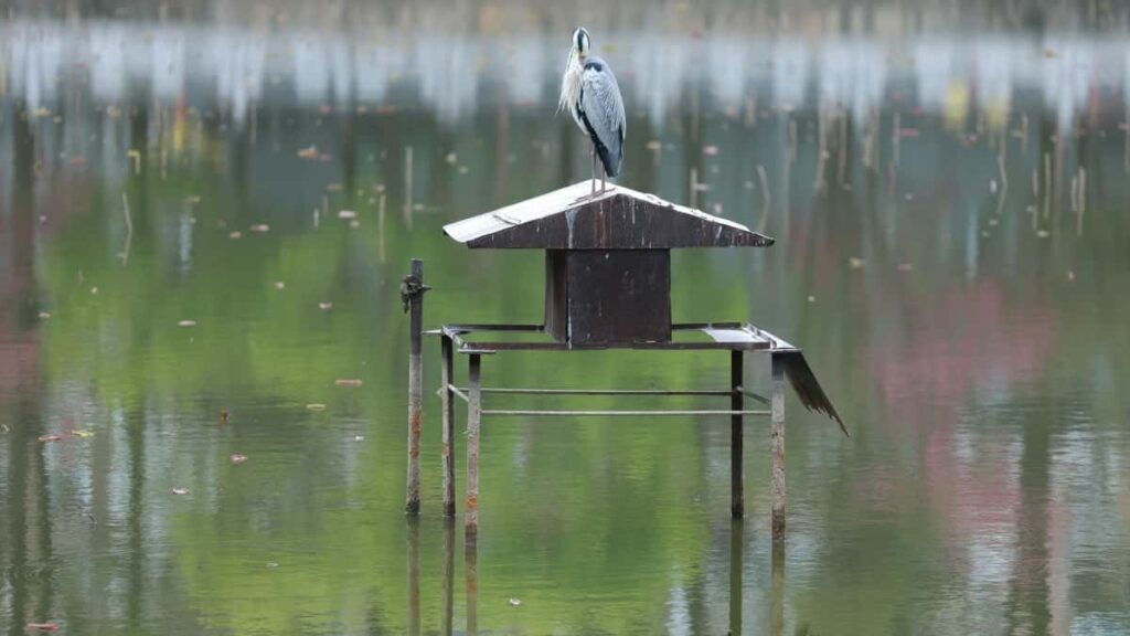 Carta de Preços Publicitários TikTok Israel 2025 para Angola