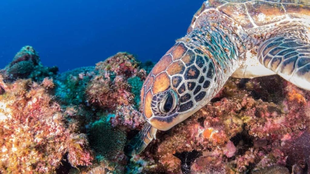 2025 Turkey WhatsApp Publicidade Preços para Angola