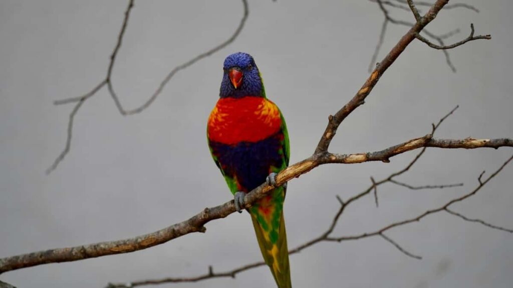 Tabela de Preços para Publicidade no Facebook no Qatar em 2025