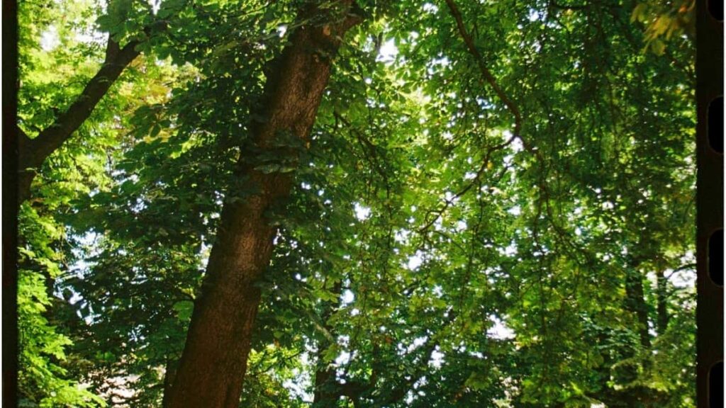 Tabela de Preços Publicitários Snapchat Arábia Saudita 2025 Angola