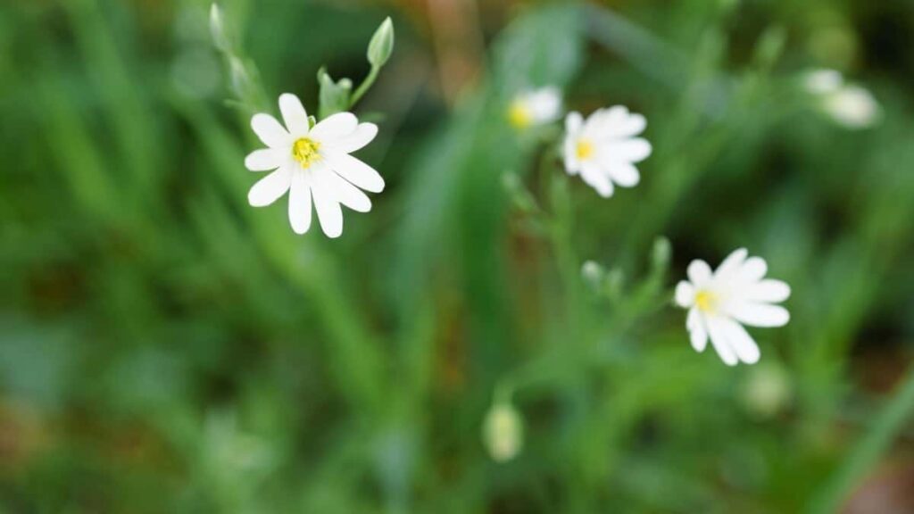 2025 Egypt Pinterest All Category Advertising Rate Card Angola