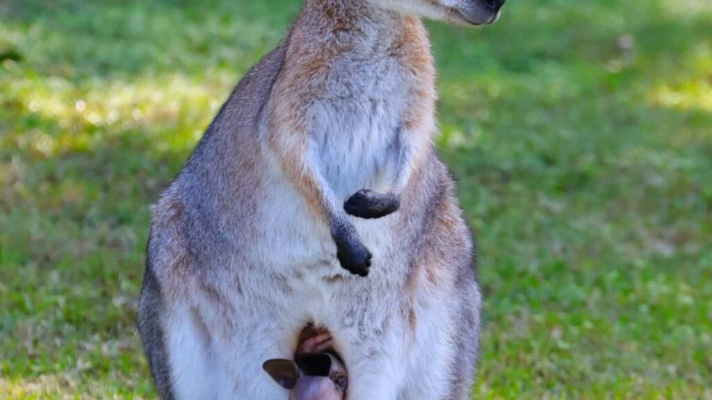 2025 Portugal Twitter Tabela de Preços para Publicidade em Todas Categorias