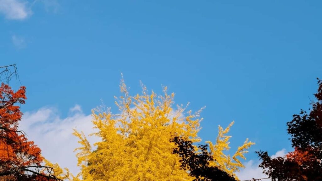 Tabela de Preços Publicitários Telegram Arábia Saudita 2025 Angola