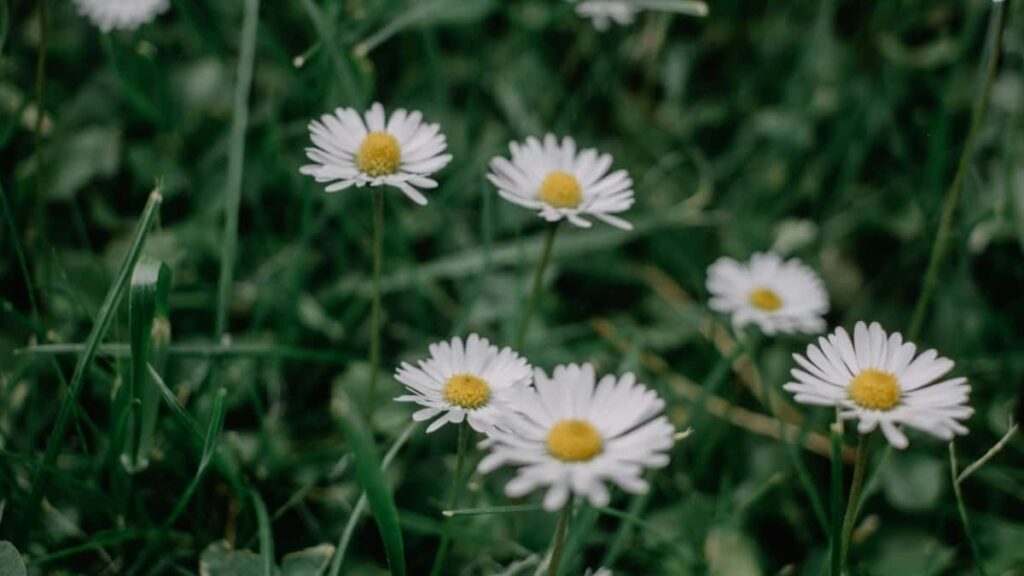 2025 Japan Pinterest Preços de Publicidade para Angola