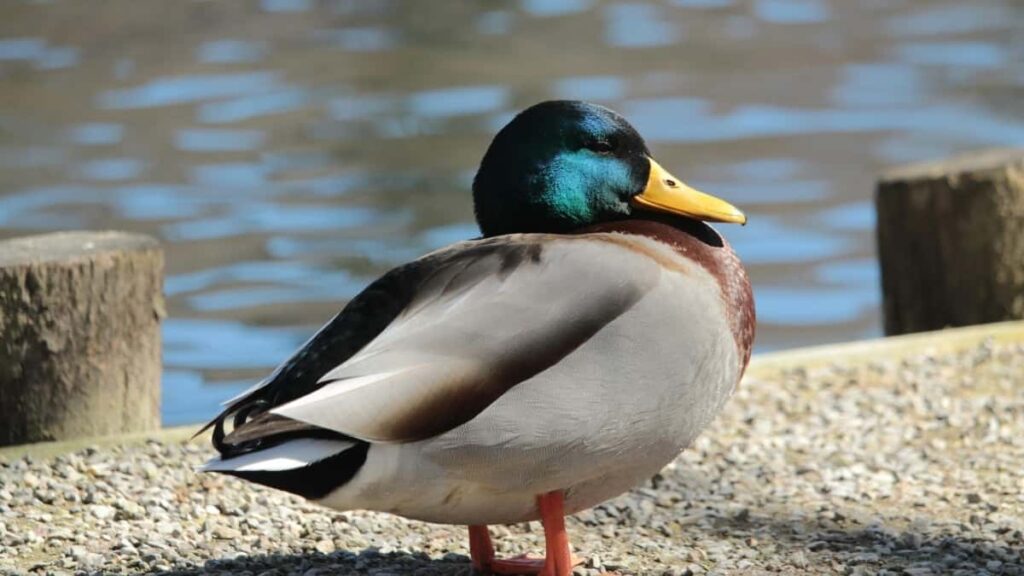 2025 Brazil TikTok All Category Advertising Rate Card Angola Insights