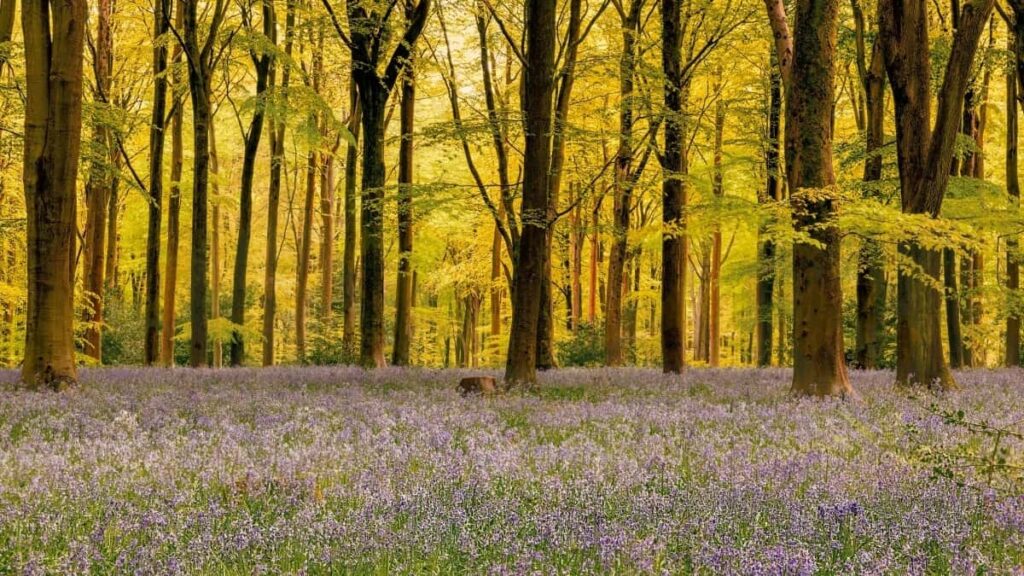 2025 India YouTube All Category Advertising Rate Card para Angola