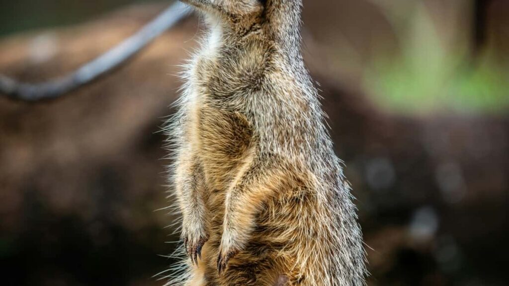 Tabela de Preços Publicitários Pinterest Japão 2025 Angola