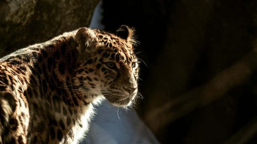 Guia completo das tarifas de publicidade no Facebook China 2025 para Angola