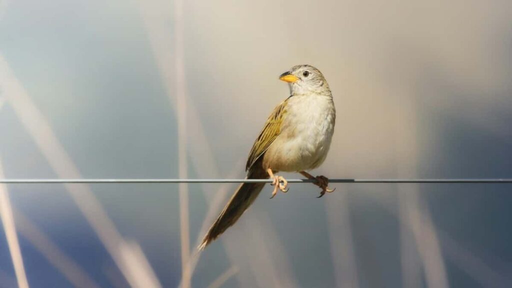 2025 Arabia Saudita Instagram Tarifas de Publicidade por Categoria