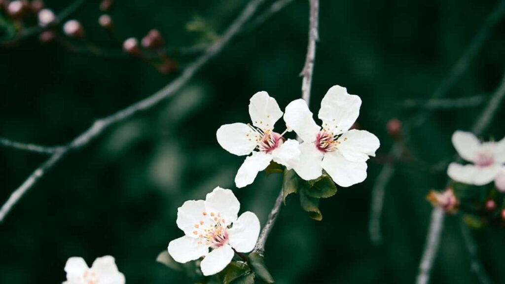 Tabela de Preços Publicitários YouTube Reino Unido 2025 Angola