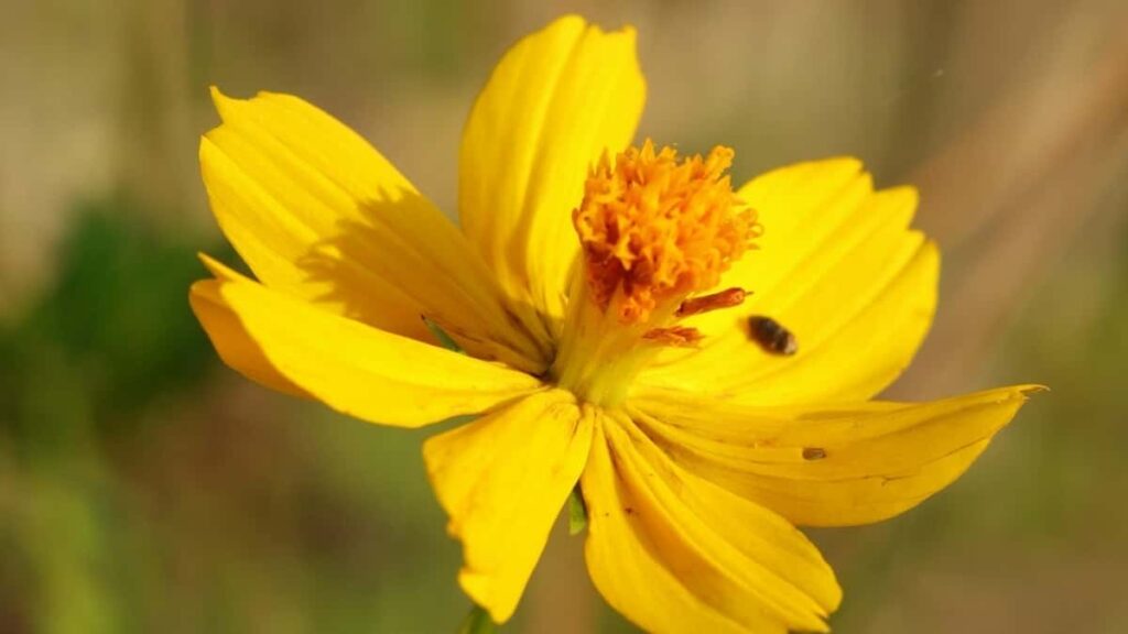 2025 Tabela de Tarifas para Publicidade no Snapchat nos Estados Unidos