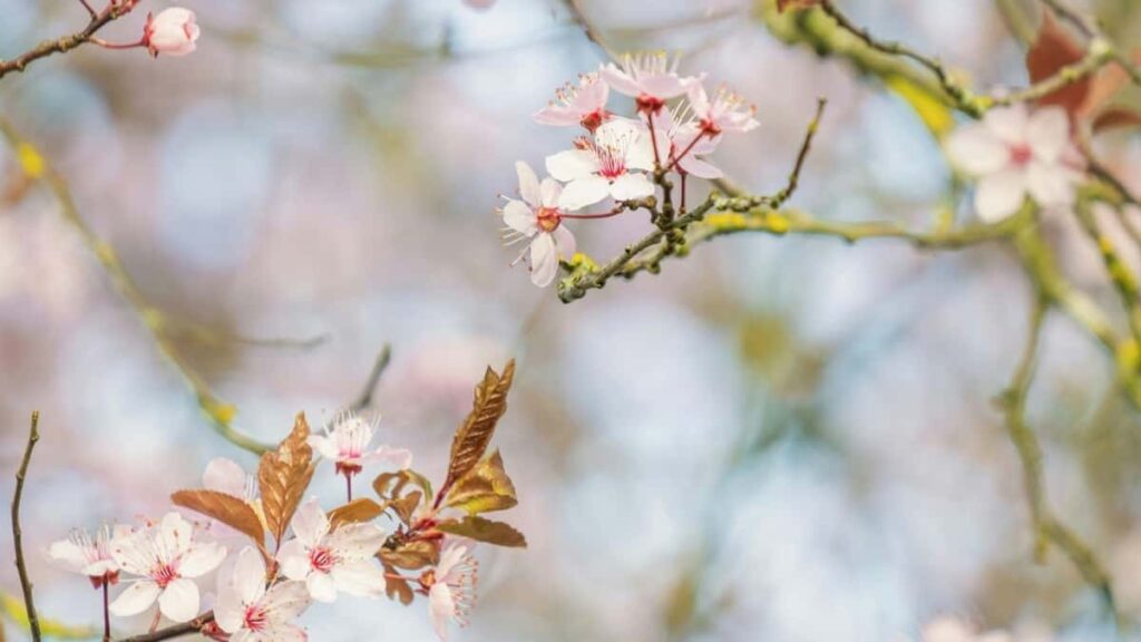 2025 Qatar Twitter All Category Advertising Rate Card Angola