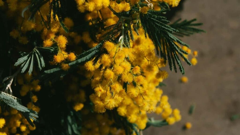 2025 Israel WhatsApp Publicidade Preços para Angola