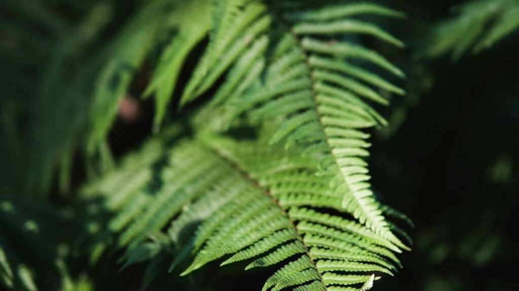 Tabela de Preços Publicitários YouTube Suíça 2025 para Angola