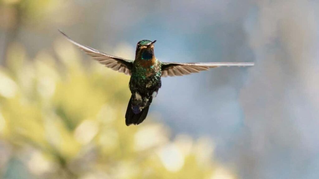 2025 India YouTube All Category Advertising Rate Card Angola