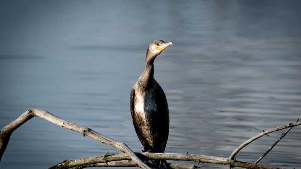 Tabela de Preços Publicitários TikTok Estados Unidos 2025 em Angola
