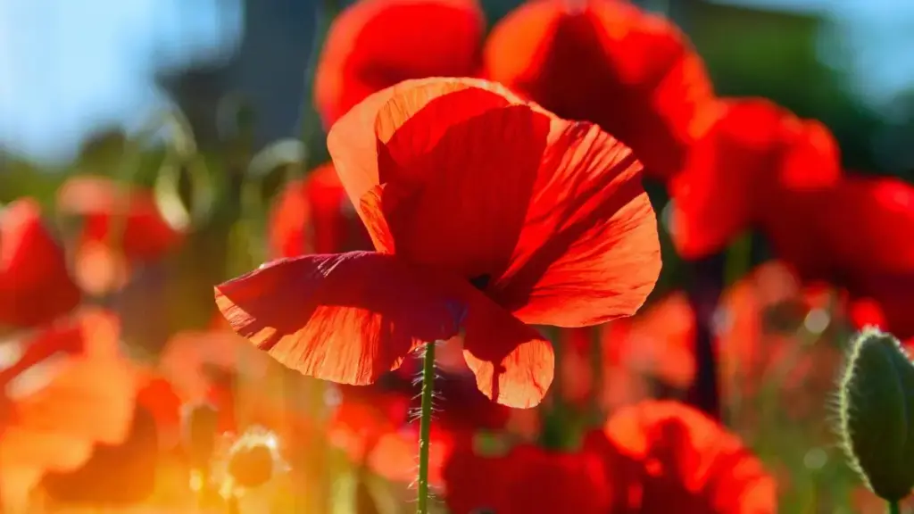 Guia prático para criadores angolanos alcançarem marcas belgas no Kuaishou e bombarem com vídeos de reação a músicas.