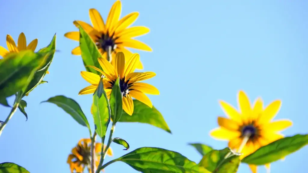 Dicas práticas para criadores angolanos alcançarem marcas egípcias no Twitch e aumentarem suas chances de colaboração.