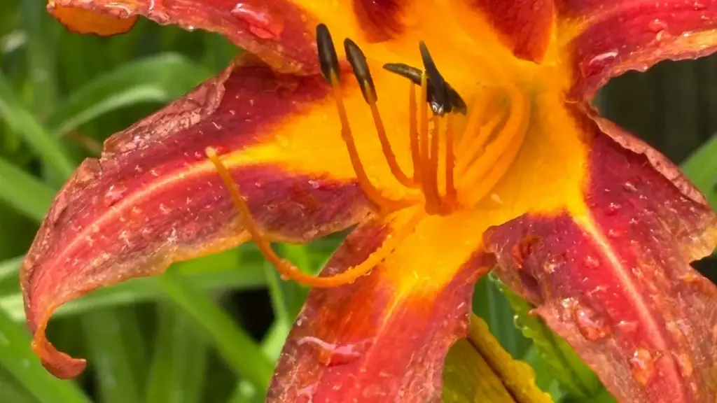 Guia prático para criadores angolanos usarem o Telegram para responder fãs e fortalecer a comunidade.