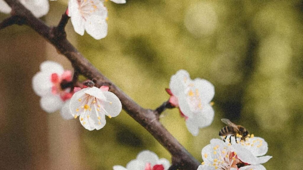 Descubra como criadores angolanos usam Threads e parcerias com Malta para bombar na criação de vídeos.