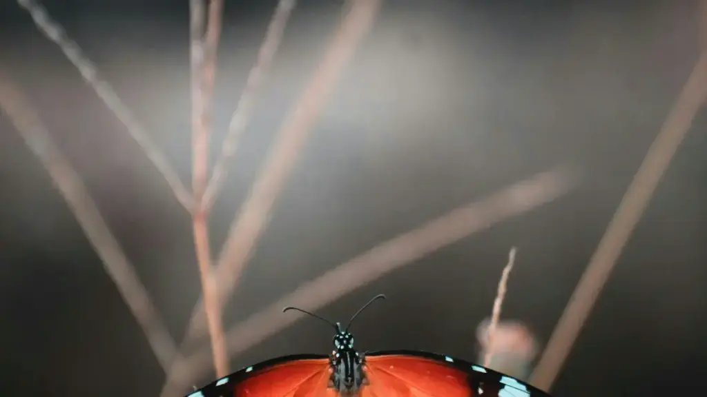 Guia prático para marcas angolanas negociarem licenças de conteúdo com Moj e entenderem o mercado do Egipto.