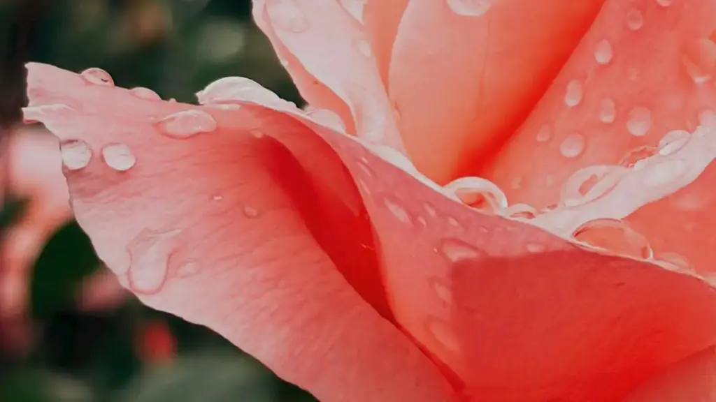 Veja como marcas angolanas podem usar ShareChat para criar vídeos colaborativos e alcançar o público chileno com impacto real.