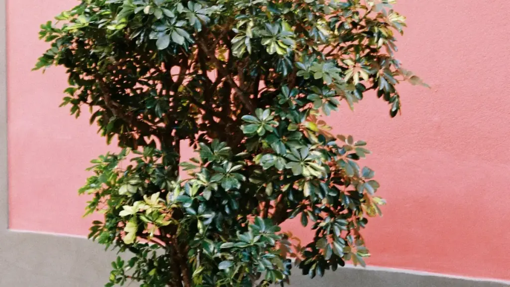 Guia prático para anunciantes em Angola encontrarem criadores Douyin da Islândia para promover coleções de roupa.