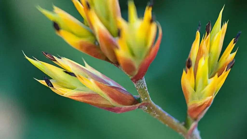 Guia prático para criadores em Angola alcançarem marcas turcas na Amazon e co-criarem bundles exclusivos.