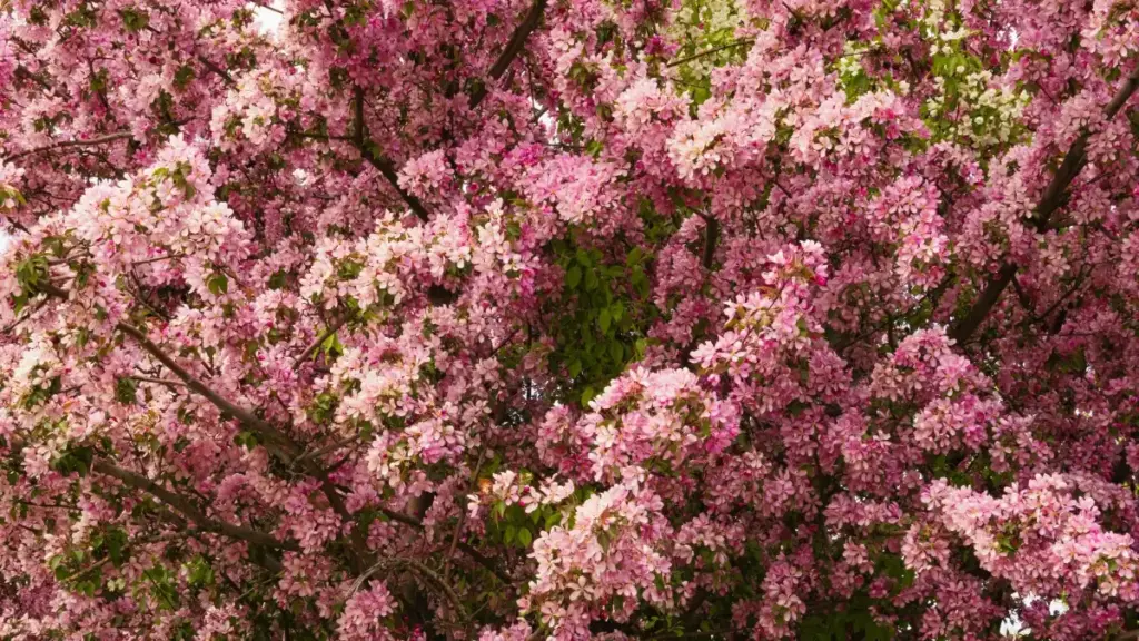 Guia prático para anunciantes em Angola sobre achar criadores da Sérvia na Disney Plus que mostram tendências de moda por estação.