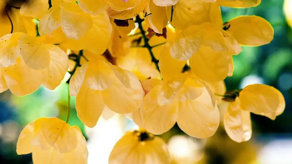 Guia prático para criadores em Angola conectarem com marcas dinamarquesas na Disney Plus e fecharem patrocínios pagos.