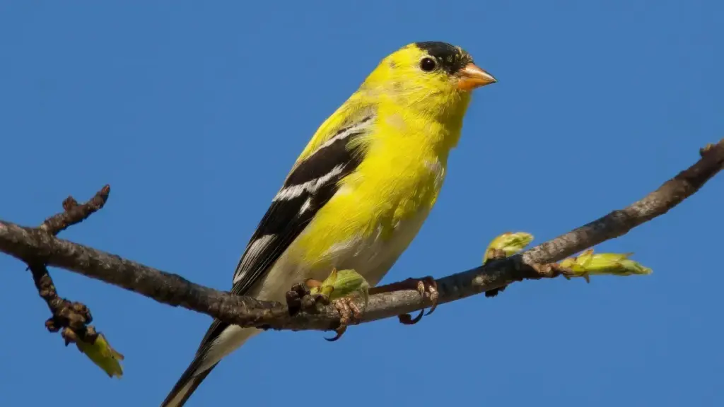 Guia prático para anunciantes angolanos encontrarem criadores Douyin do Kuwait e bombarem campanhas virais de unboxing.