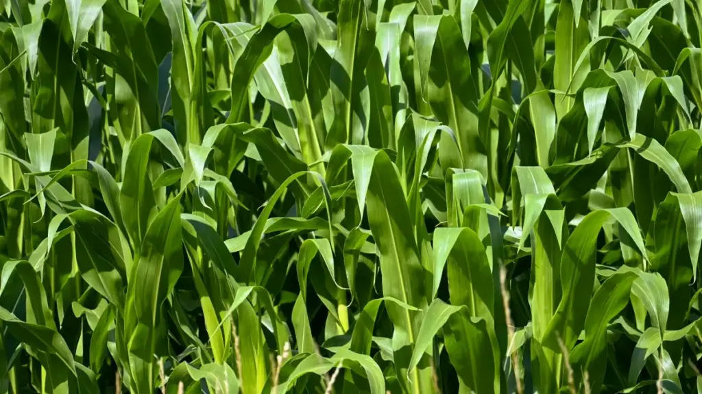 Guia prático para anunciantes em Angola que querem impulsionar crescimento com criadores QQ da Malásia.