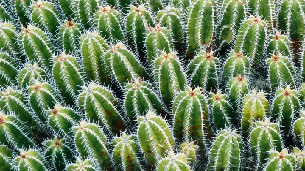 Guia prático para anunciantes em Angola encontrarem criadores Zalo na Costa Rica e lançar campanhas conjuntas com segurança.