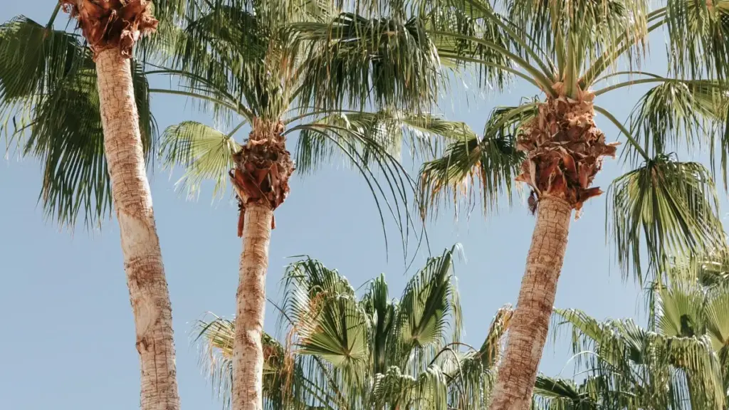 "Guia prático para marcas angolanas que querem usar KakaoTalk e tendências (AI, TokDeal) para criar conteúdo customizado com foco no mercado grego."