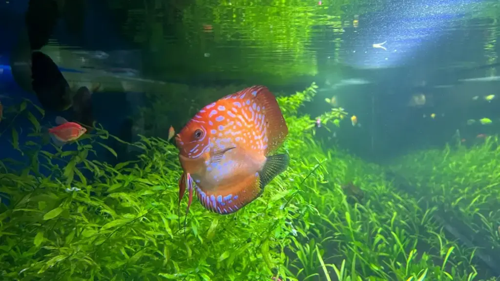 Guia prático para anunciantes em Angola: onde e como encontrar criadores Lithuania Line para encomendar reviews visuais que convertem.