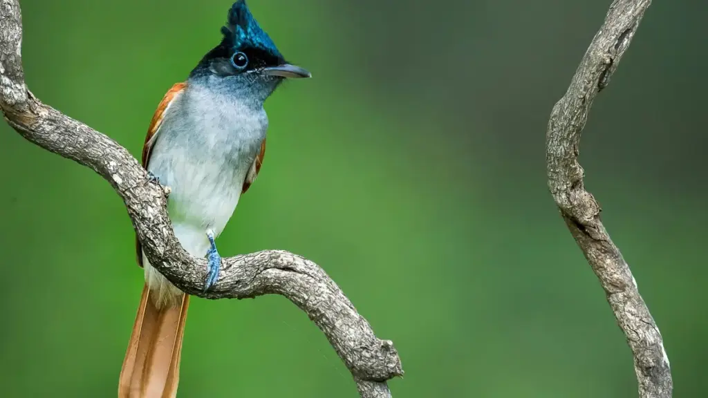 Guia prático para anunciantes em Angola encontrarem criadores em Luxembourg no Clubhouse e lançar campanhas focadas em engagement.