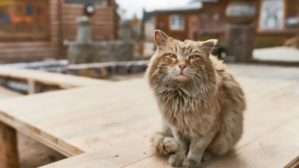 Guia prático para anunciantes em Angola encontrarem criadores arménios na Amazon e destacar as tendências sazonais de moda.