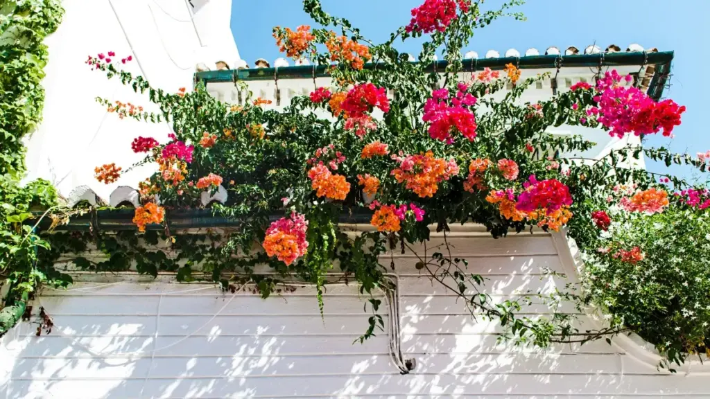 "Guia prático para criadores angolanos contactarem marcas búlgaras no Twitch e comunicar benefícios de produto com clareza."