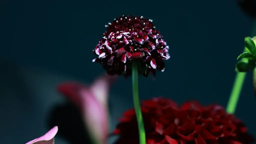 Guia prático para criadores angolanos conseguirem parcerias com marcas de Malta no YouTube — outreach, anúncios e dicas de unbox/pr review.