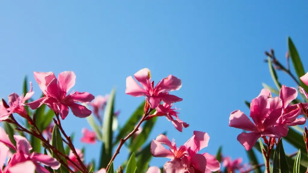 Guia prático para criadores em Angola sobre contactar marcas de Omã no WeChat e lançar vídeos de reação a músicas com templates, abordagem e riscos.