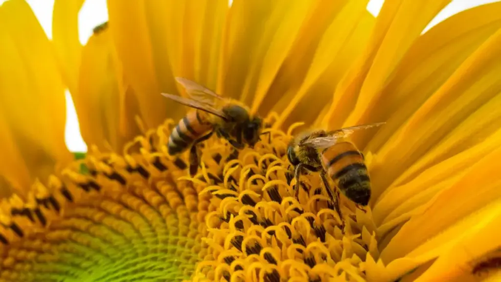 Guia prático para anunciantes em Angola: como localizar, contratar e ativar criadores italianos no Apple Music para impulsionar crescimento orientado pelo produto em 2025.