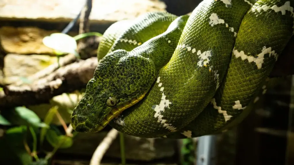 Guia prático para anunciantes em Angola: como localizar criadores KakaoTalk em Malta e usar conteúdo de criador para alcançar fãs de música de forma eficaz e localizada.