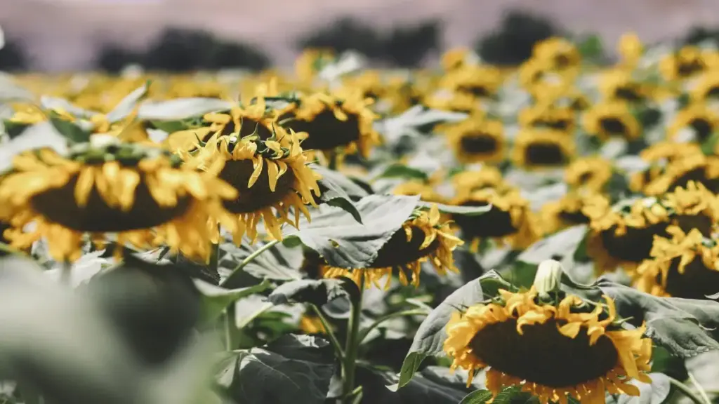 Guia prático para criadores em Angola que querem contatar marcas do Nepal no Clubhouse e mostrar transformações antes/depois de forma segura e eficaz.